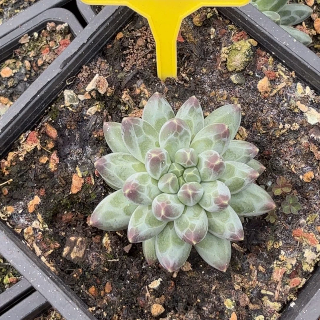 申公豹多肉植物886