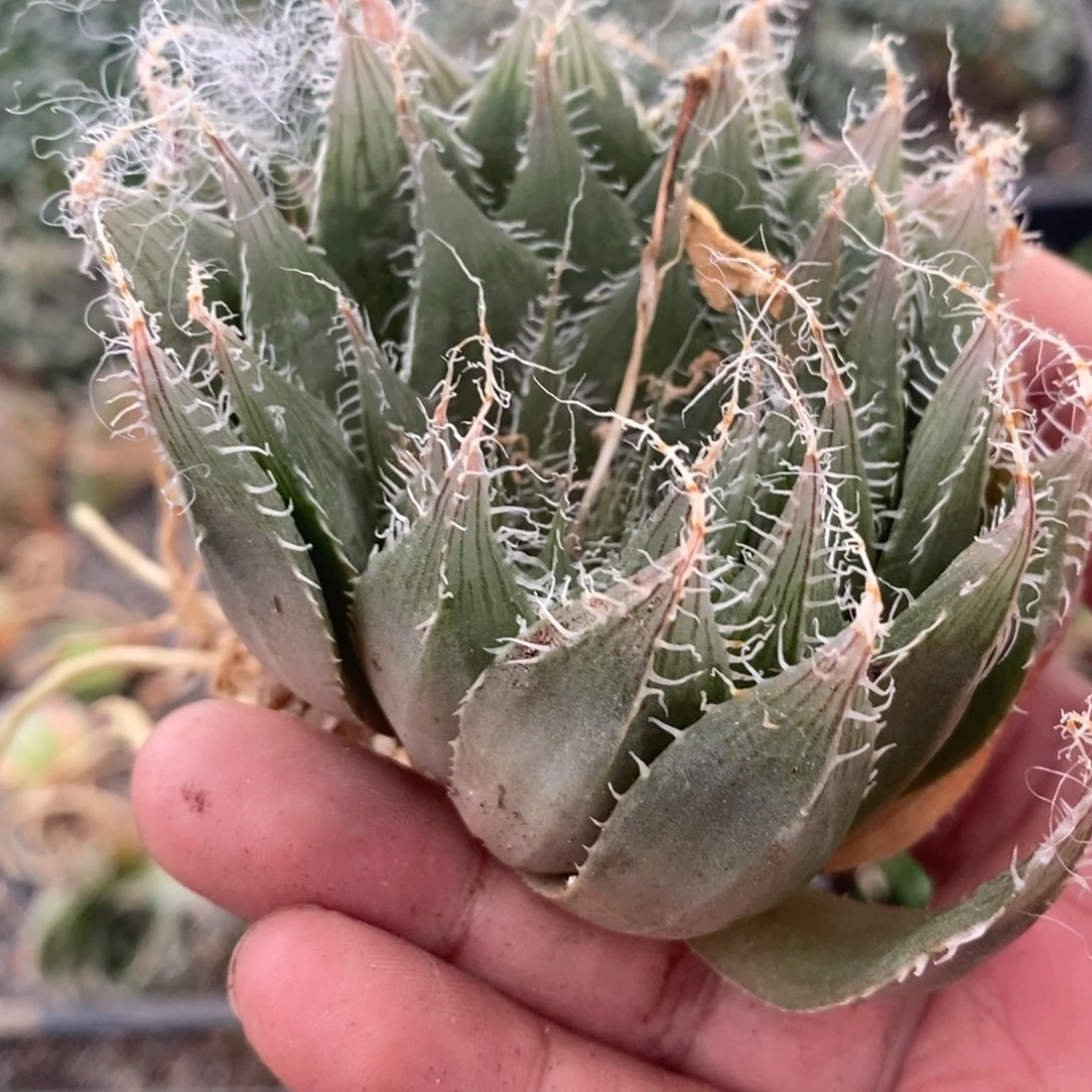 魔***力2418 一颗福利。