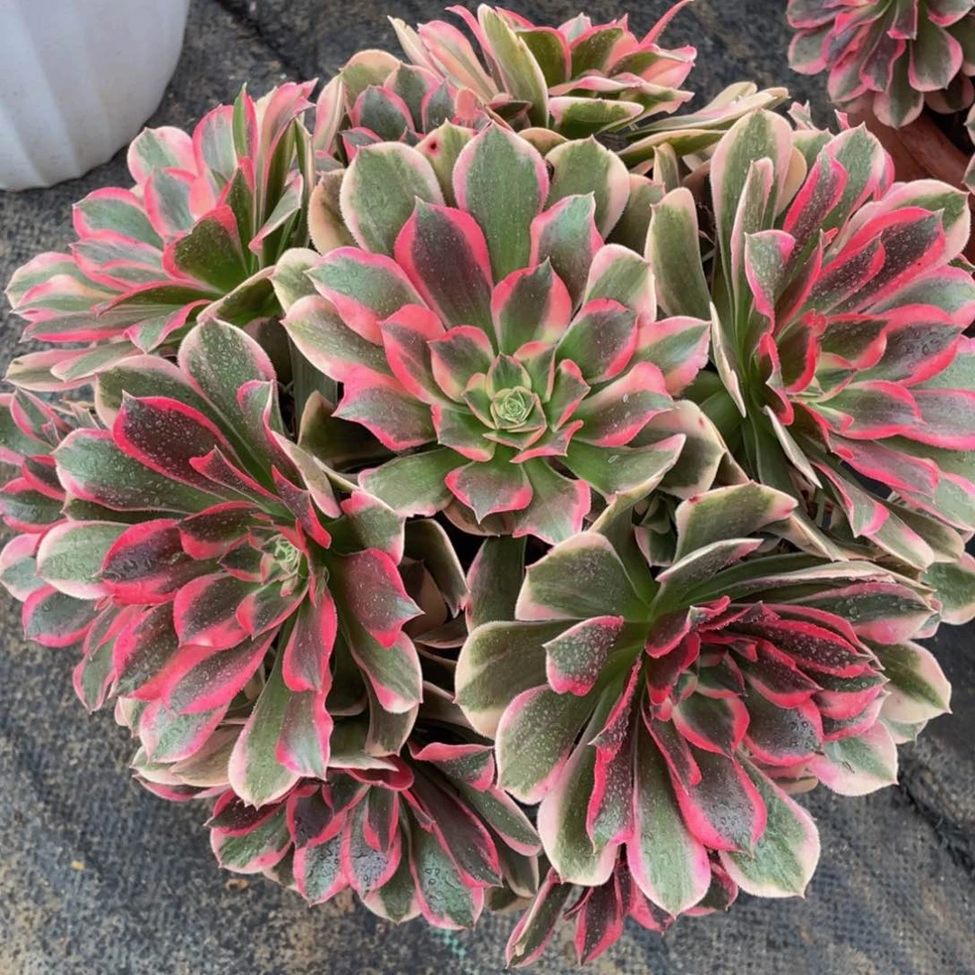 654皇后精品法师老桩