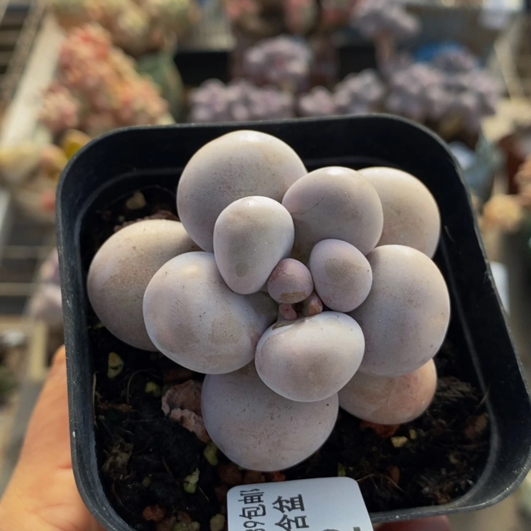 芭比奶酪192/5v m