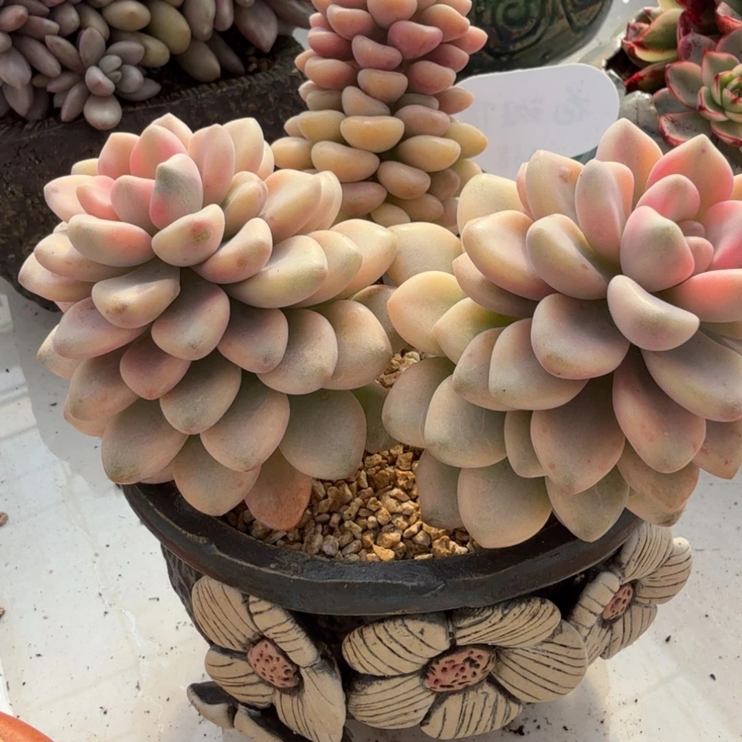花斑鹿 安吉园艺锦锦