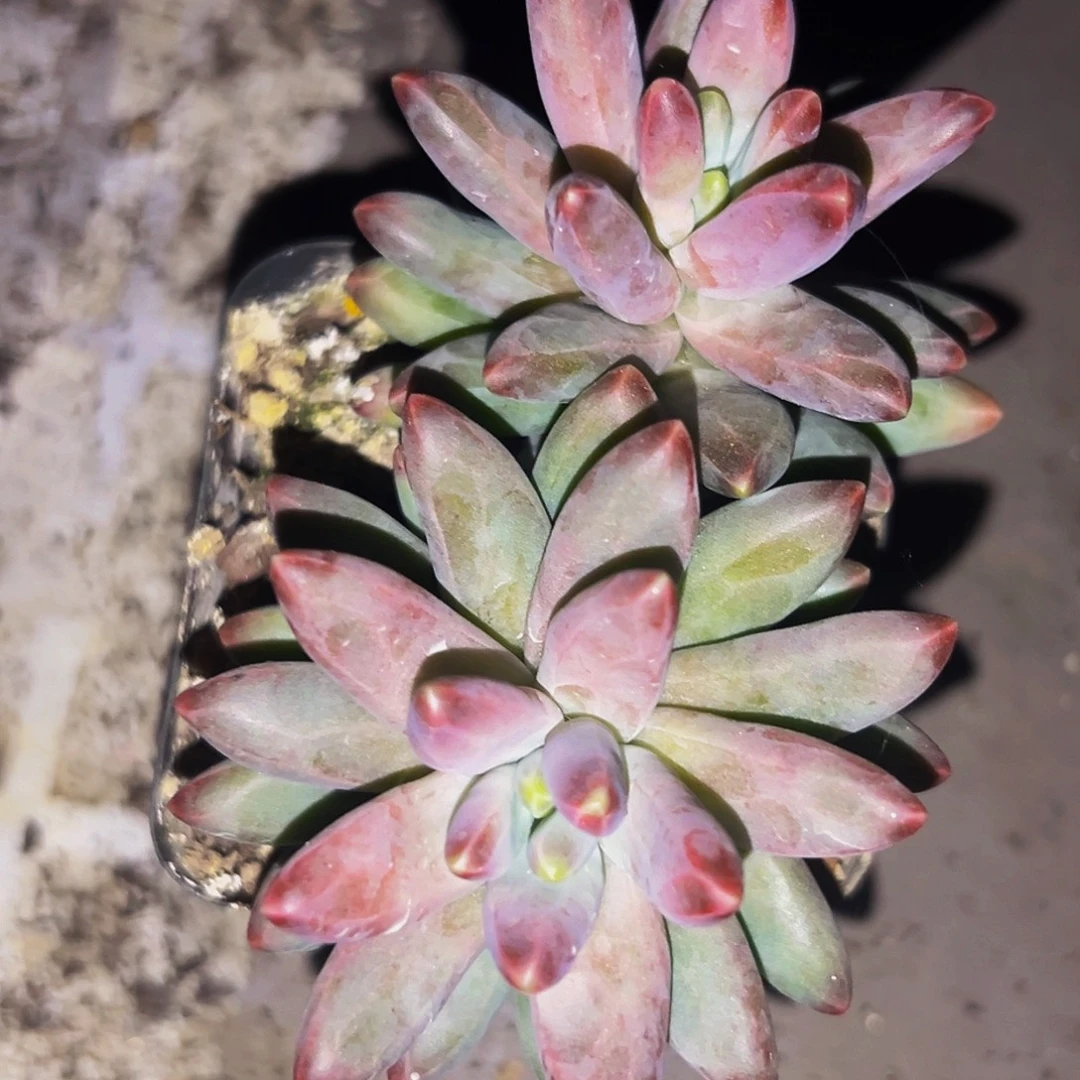 桔云多肉美人精品系列