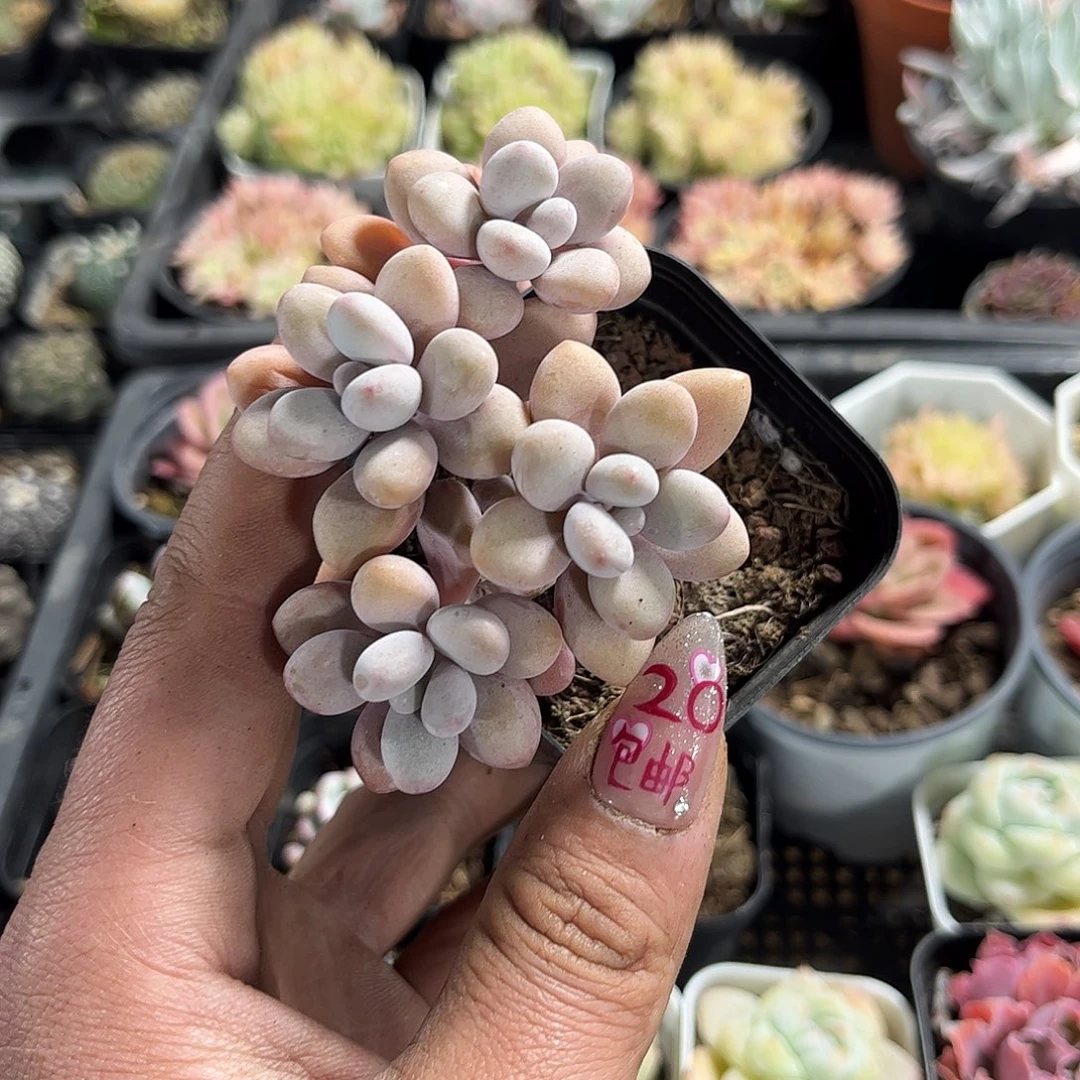 ?*25859一物一拍单头