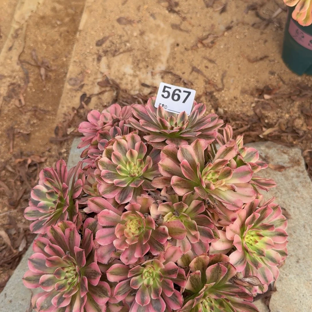 567白月光多肉植物