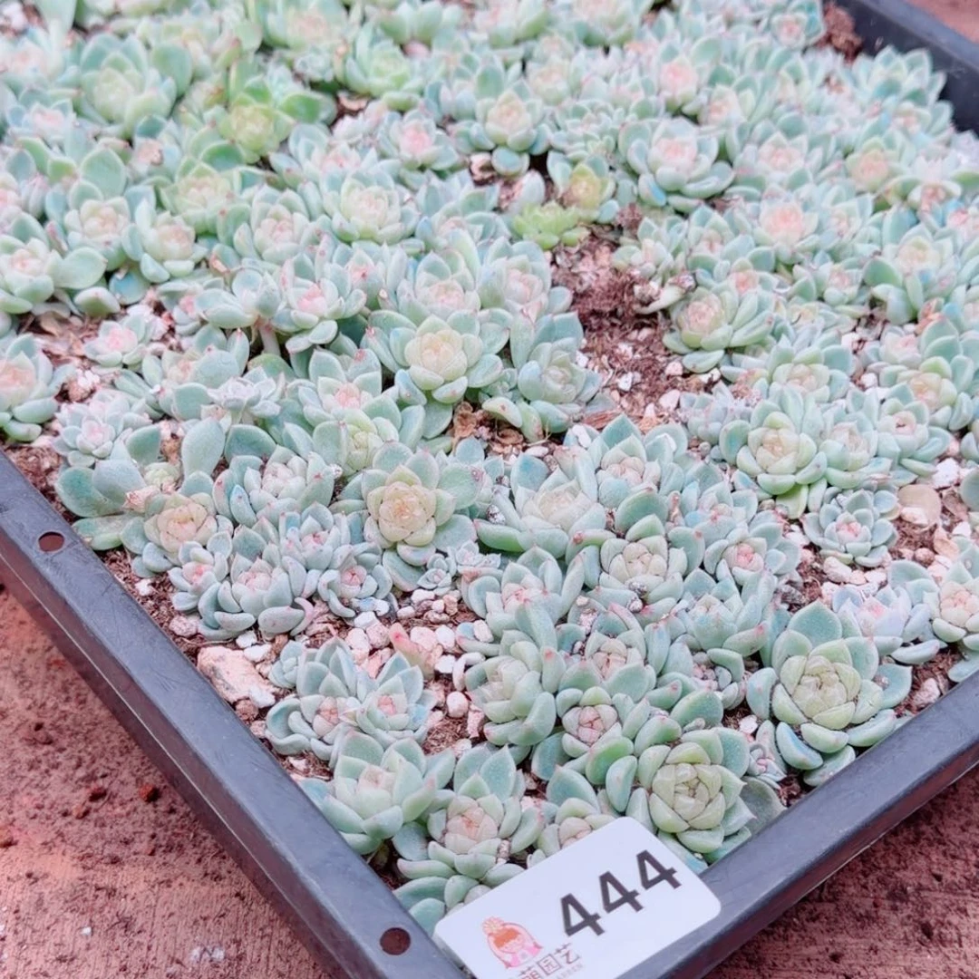 度***多肉植物多肉植物