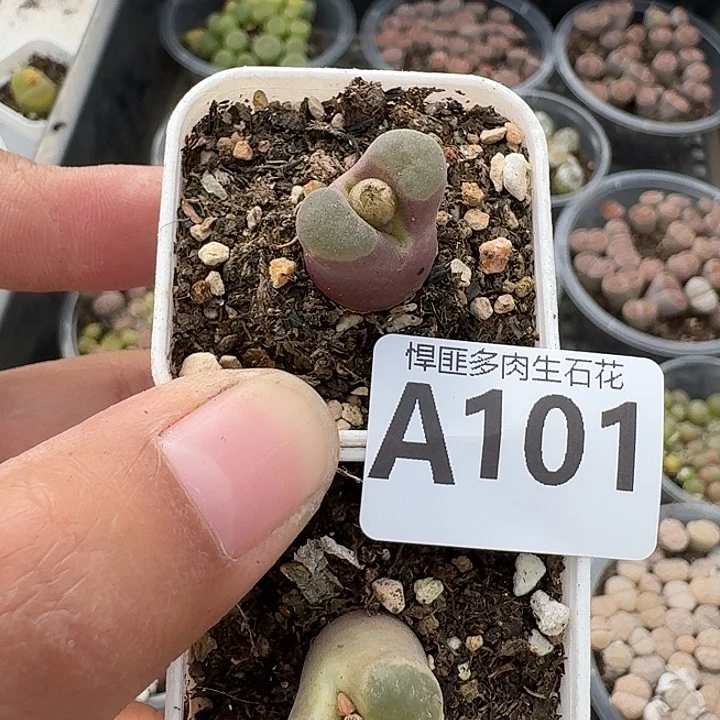 101多肉植物多肉植物