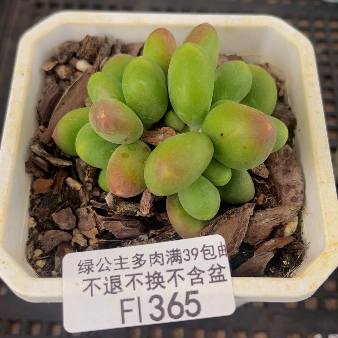 kk奶酪多肉3cm多肉