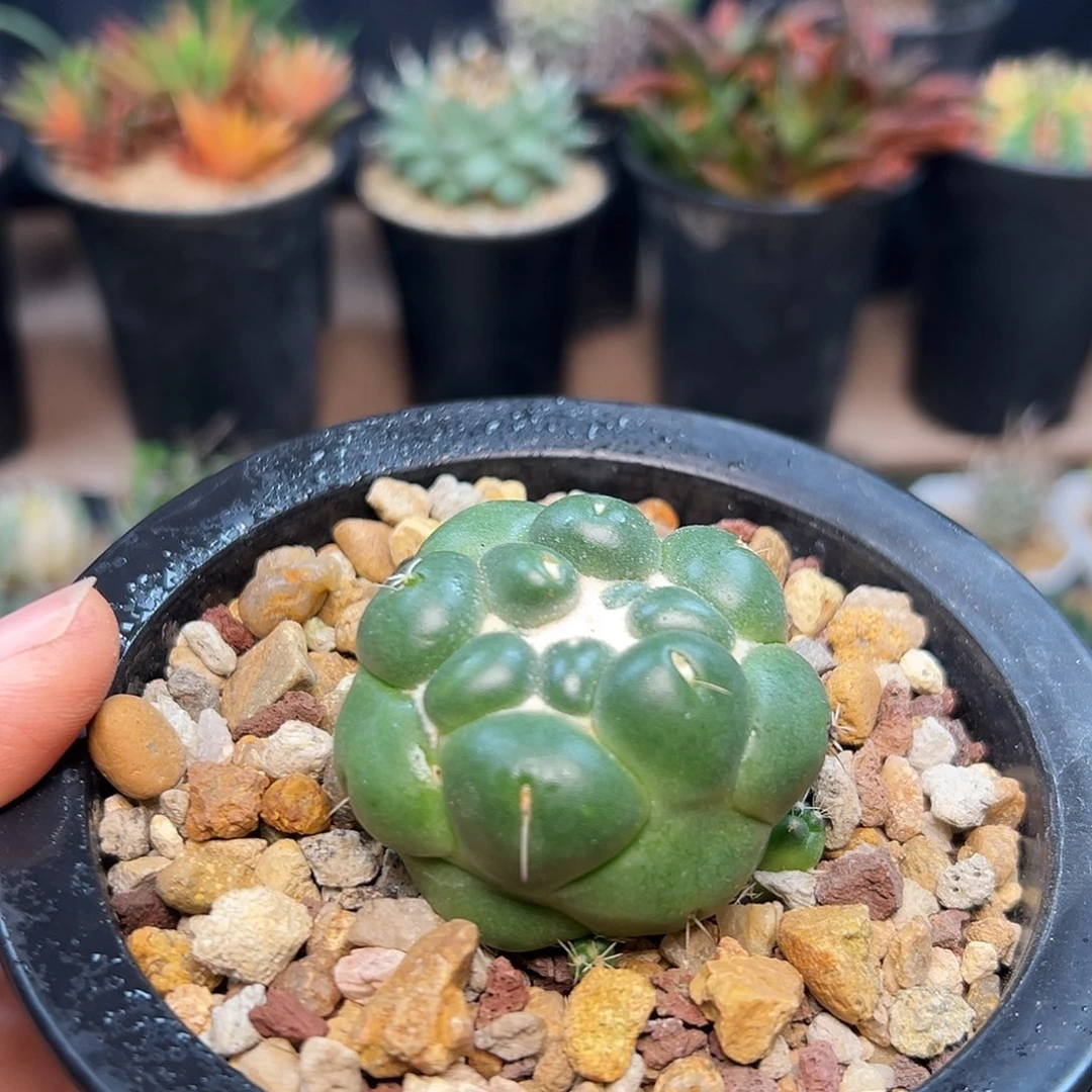 无刺象牙蜘蛛之眼，萝卜根5cm