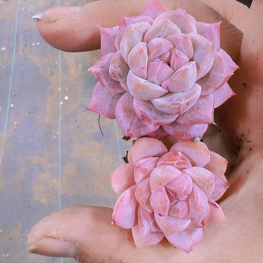 正版粉钻2个19包邮