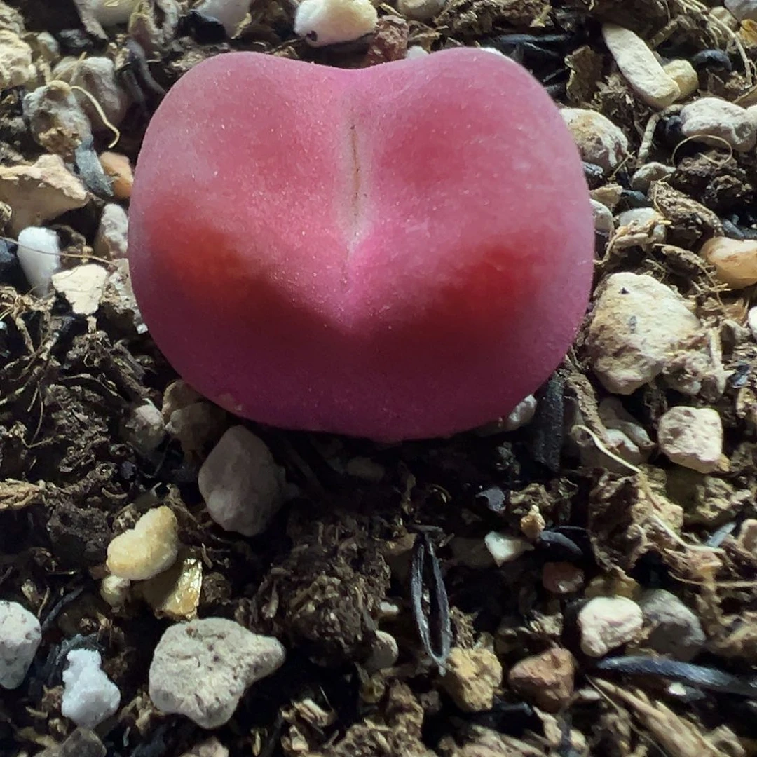 210红毛带盆土发货