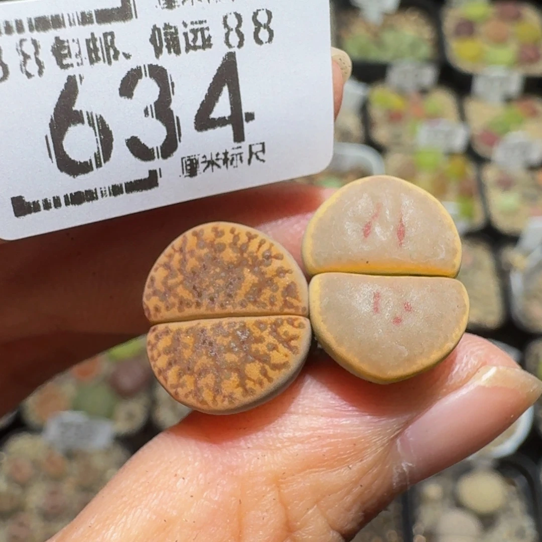 傲***子Ssss精品生石花634