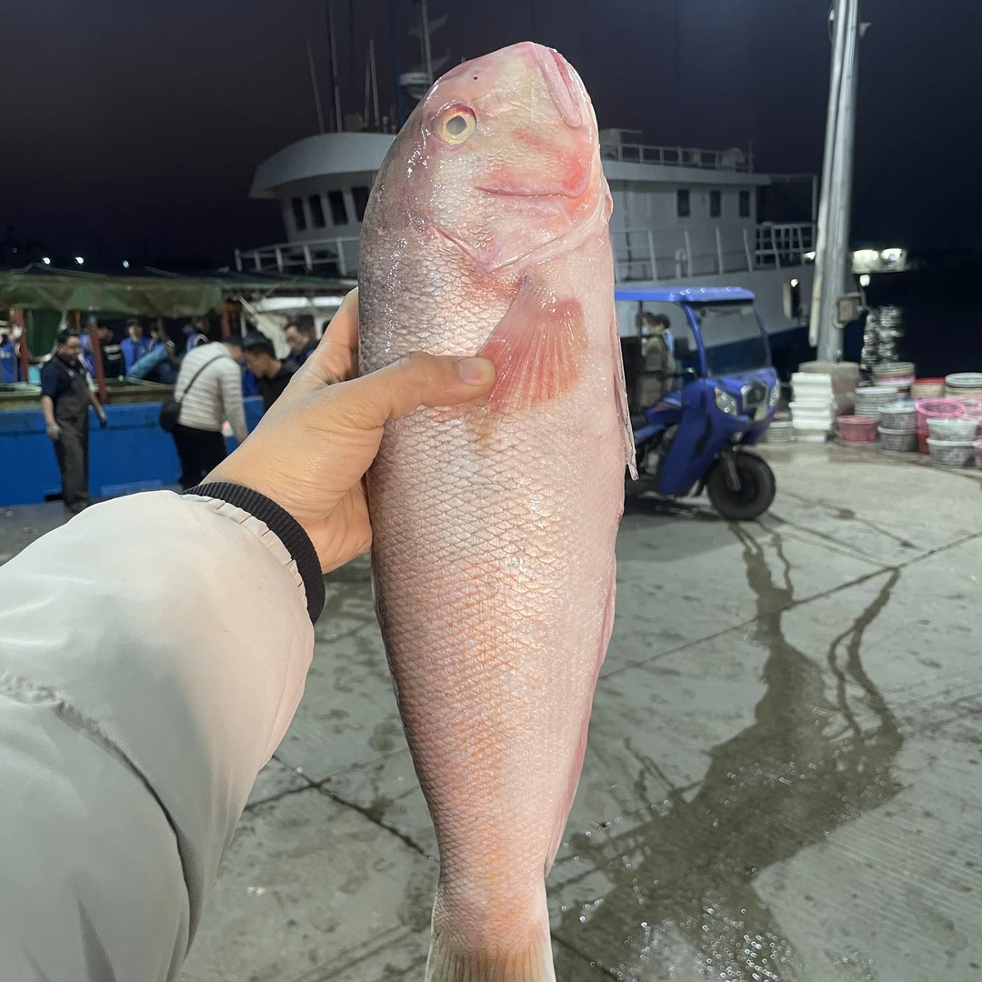 本港野生深海马头鱼