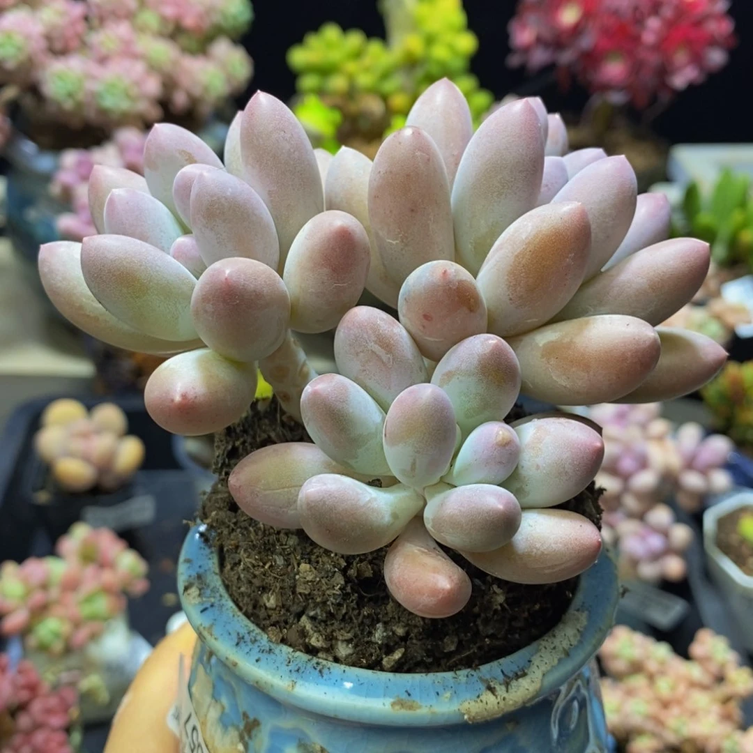 657！汤圆8 厘米多肉