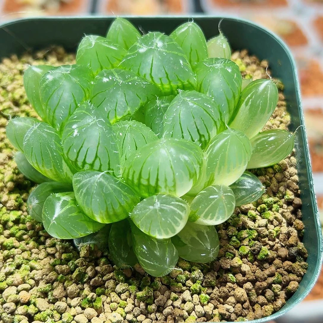 十二卷多肉实生玉露