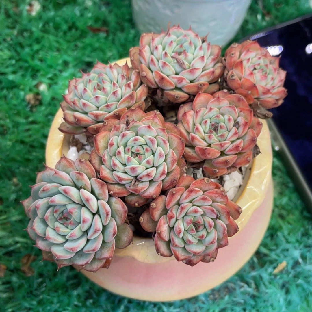 多肉植物盆栽多肉