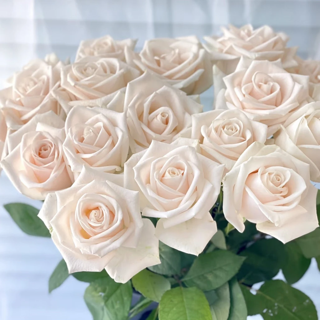 小苗（芬德拉）小苗，满六棵半价，