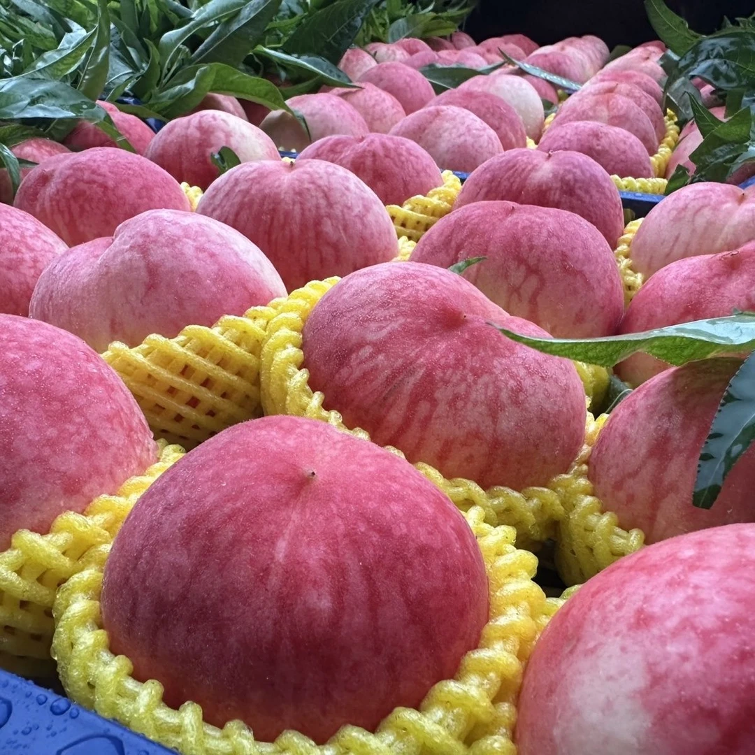 【顺丰包邮】太行山精选水蜜桃软硬两吃爆甜多汁头茬京红久保绿化九