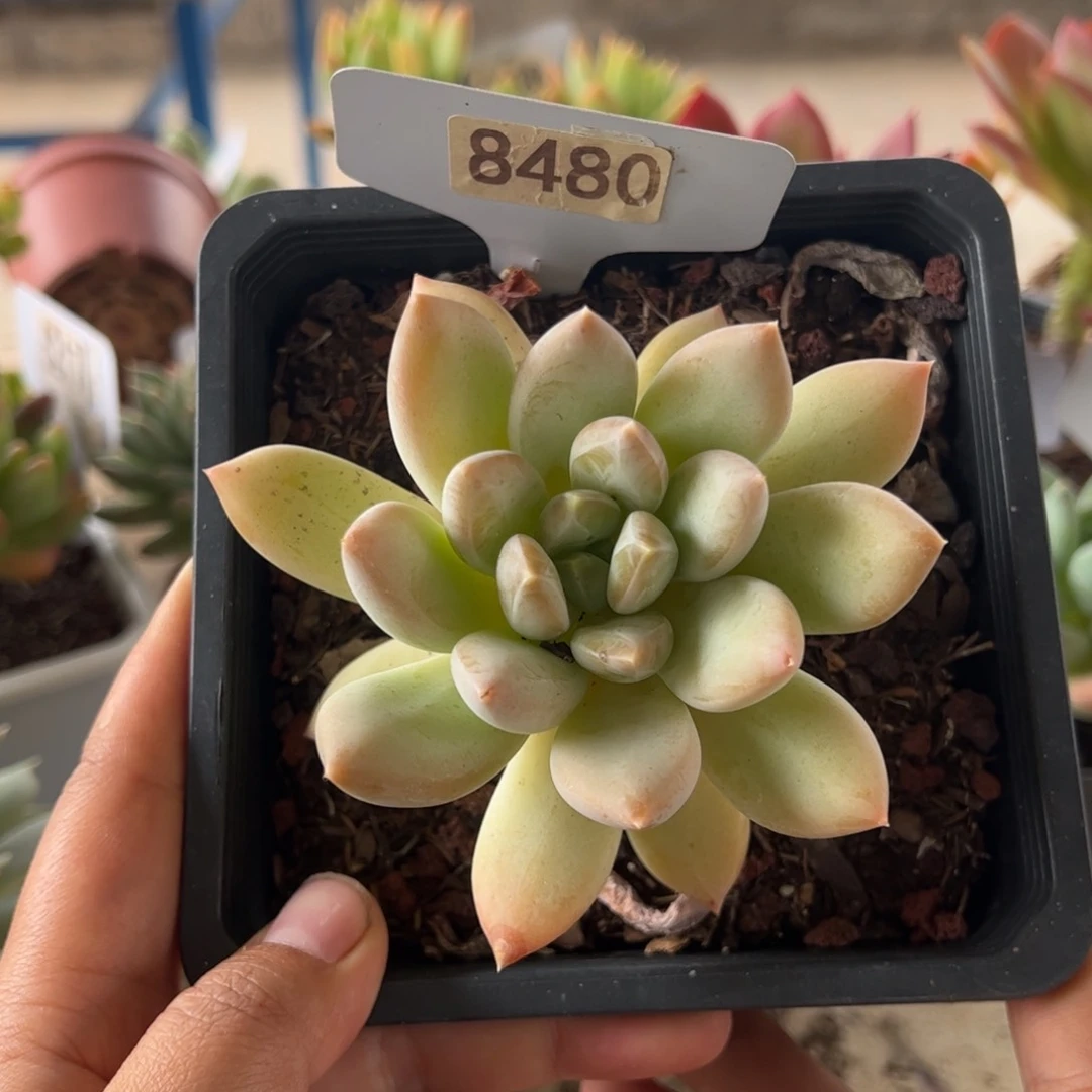 【闪购商品】厚叶草。 8480。 111111111