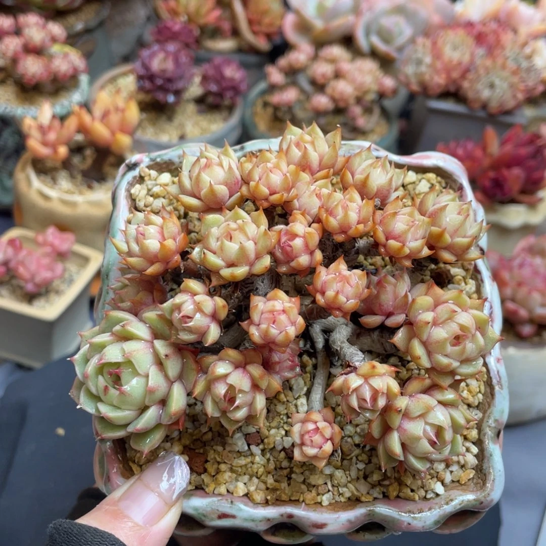 黄金本巴蒂斯老桩