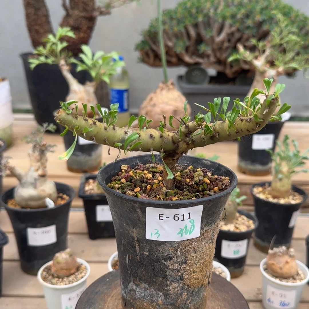 611粉花鱼骨城块根植物