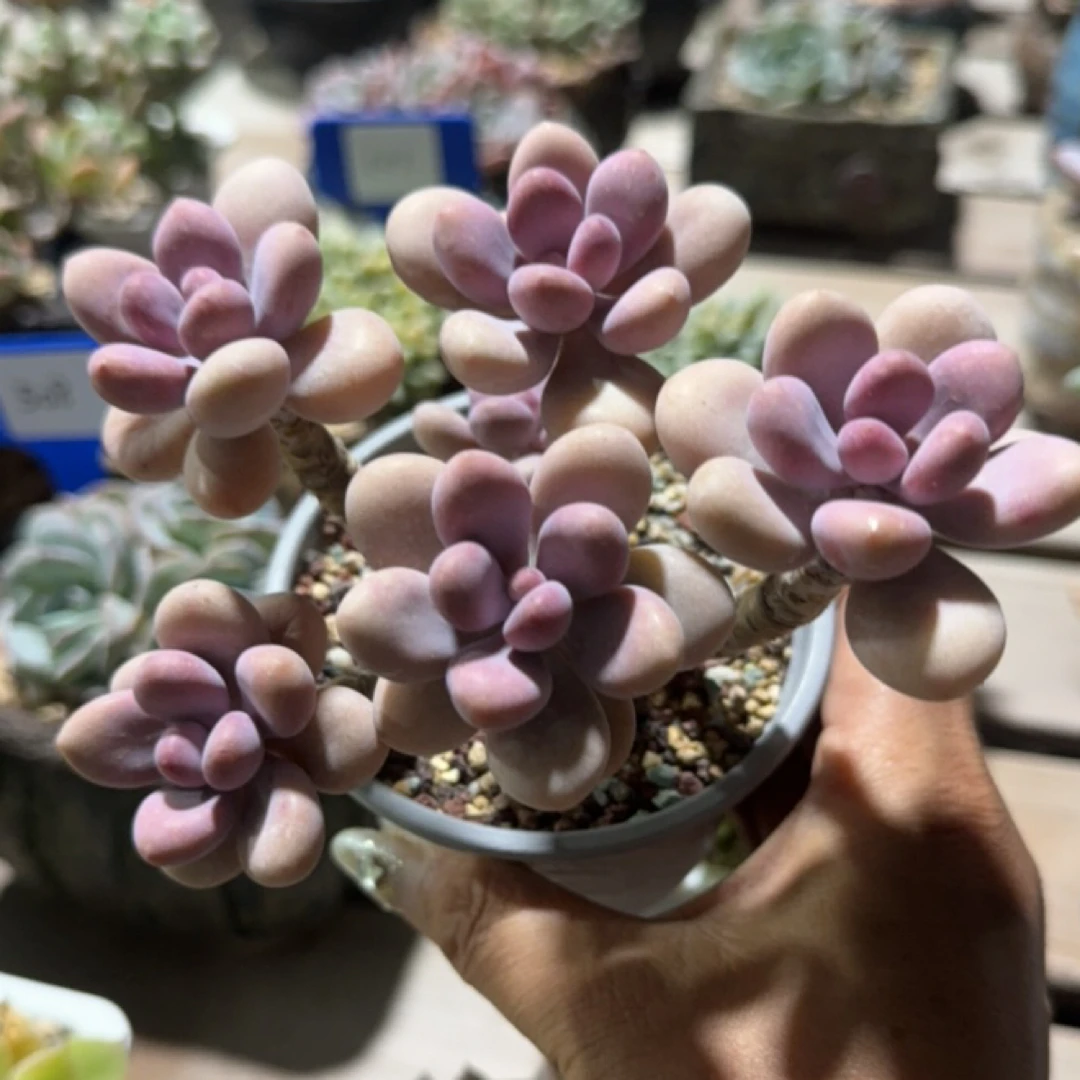 清棚福利老桩桃蛋