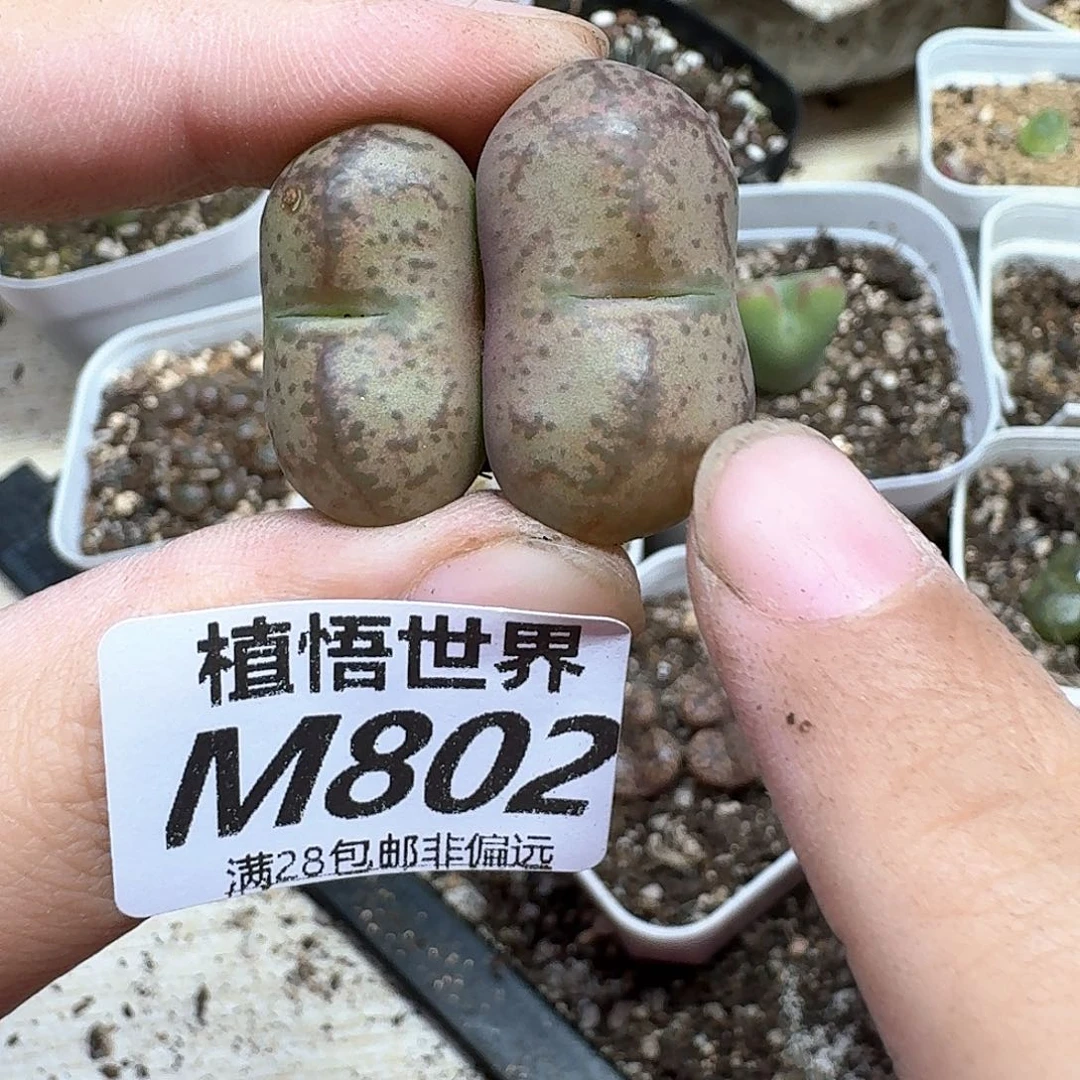 多肉植物多肉植物v