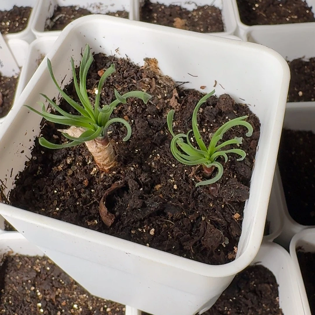 梦***了gt弹簧草一个带盆定向