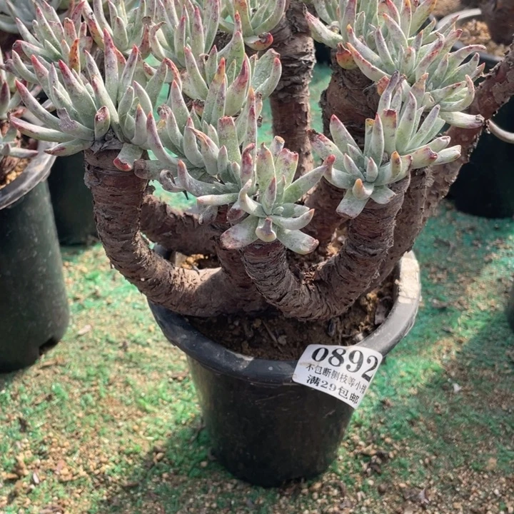 892号雪花多肉植物