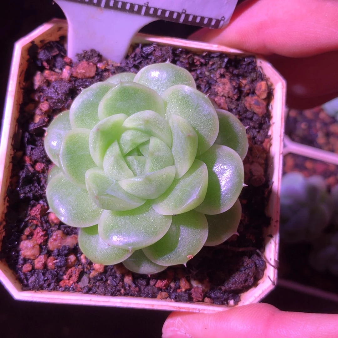 包子珍妮麦秆58包邮