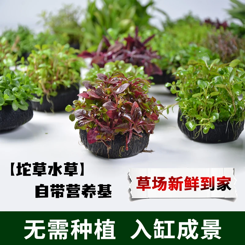【乌苏里北极杉福利】 新手懒人水草坨草鱼缸造景无需种植入水成景