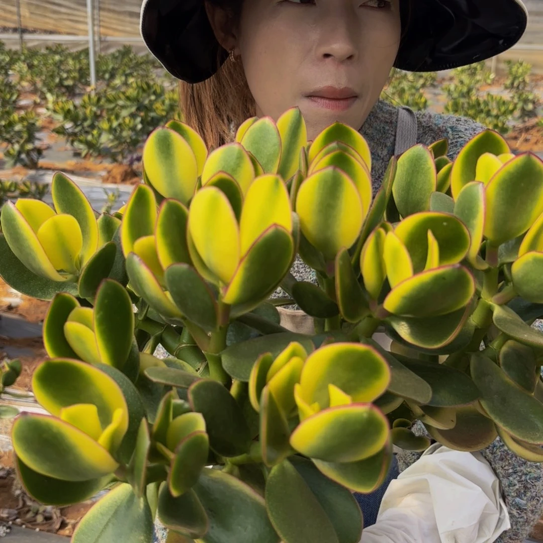 陆良地栽新花月锦多肉