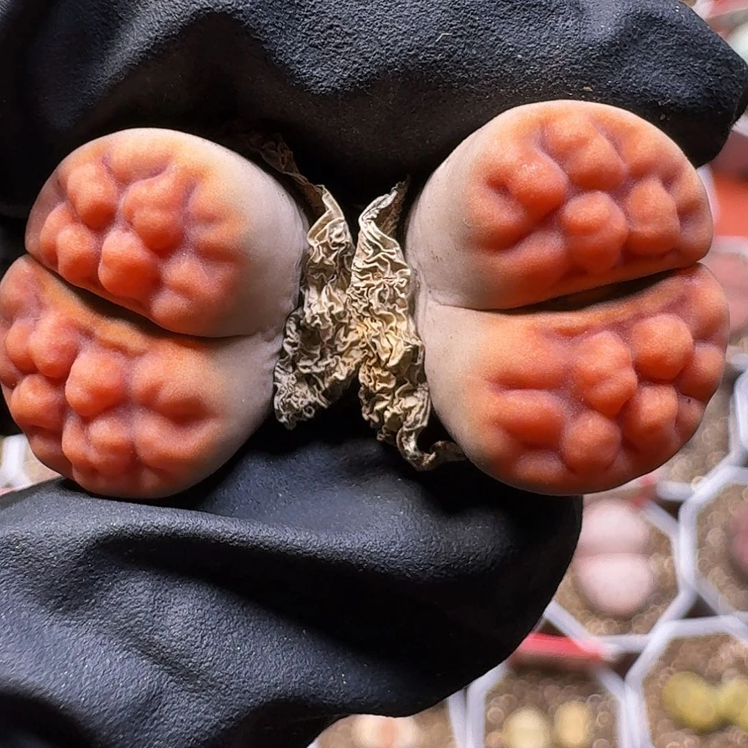 生石花111111。    255
