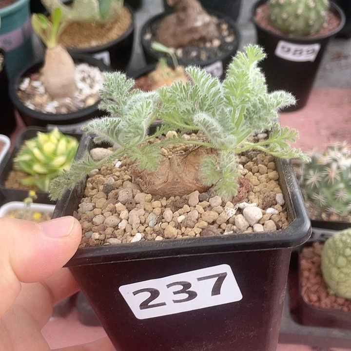 237羽叶杨葵块根，