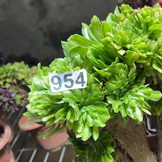 *****多肉植物一个琉璃954