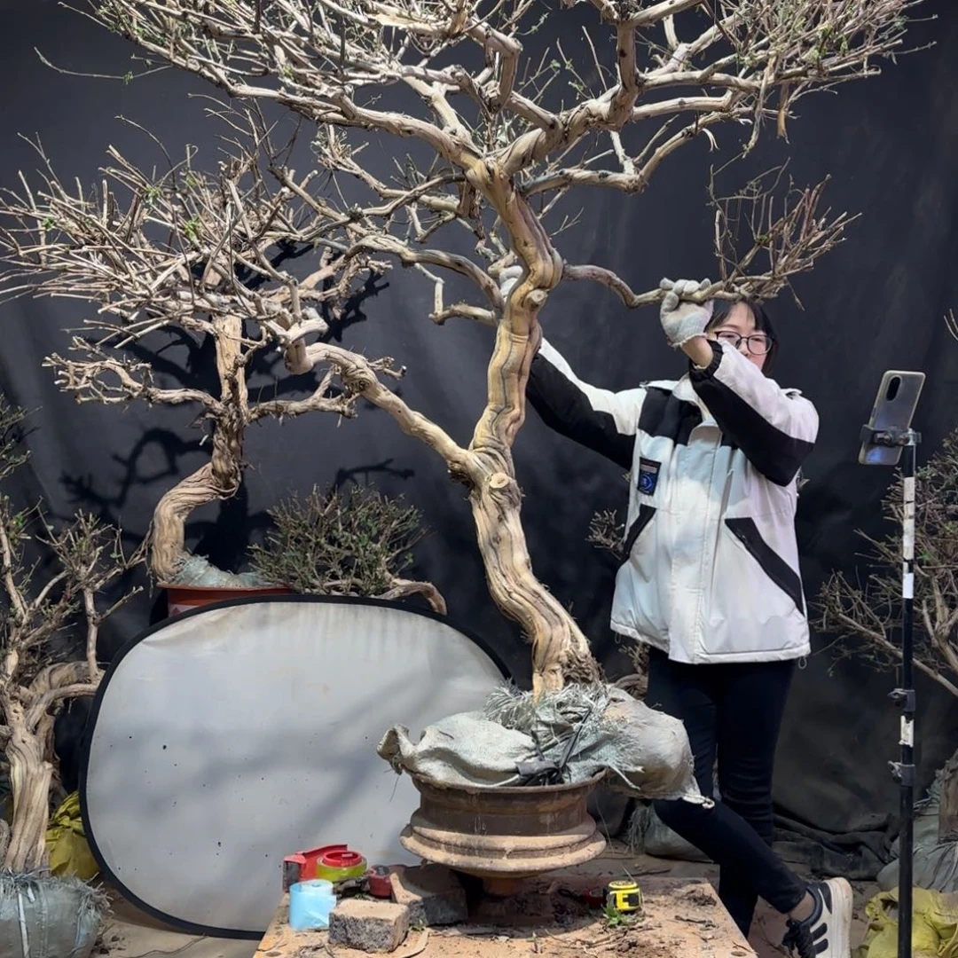 宏***，金银花金银花金银花