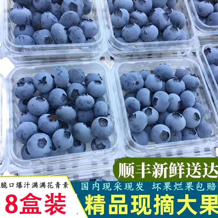 8盒 蓝莓大果  100克/盒 果径 15/18mm   新鲜蓝莓现摘现发