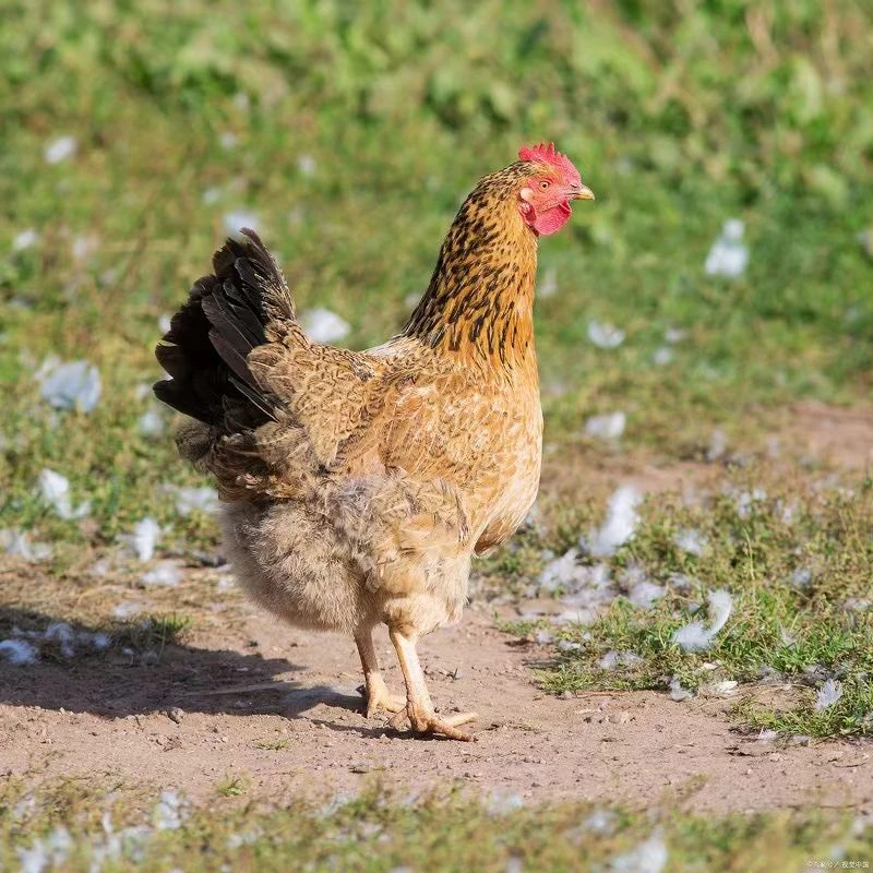 【宋宋】麻羽鸡整鸡生鲜到手12只半斤发货