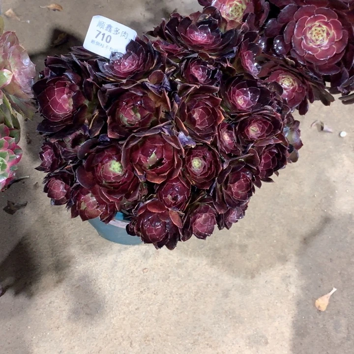 710赤炎链多肉植物
