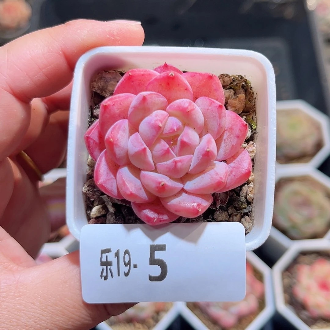 木乐19-5白桃单头