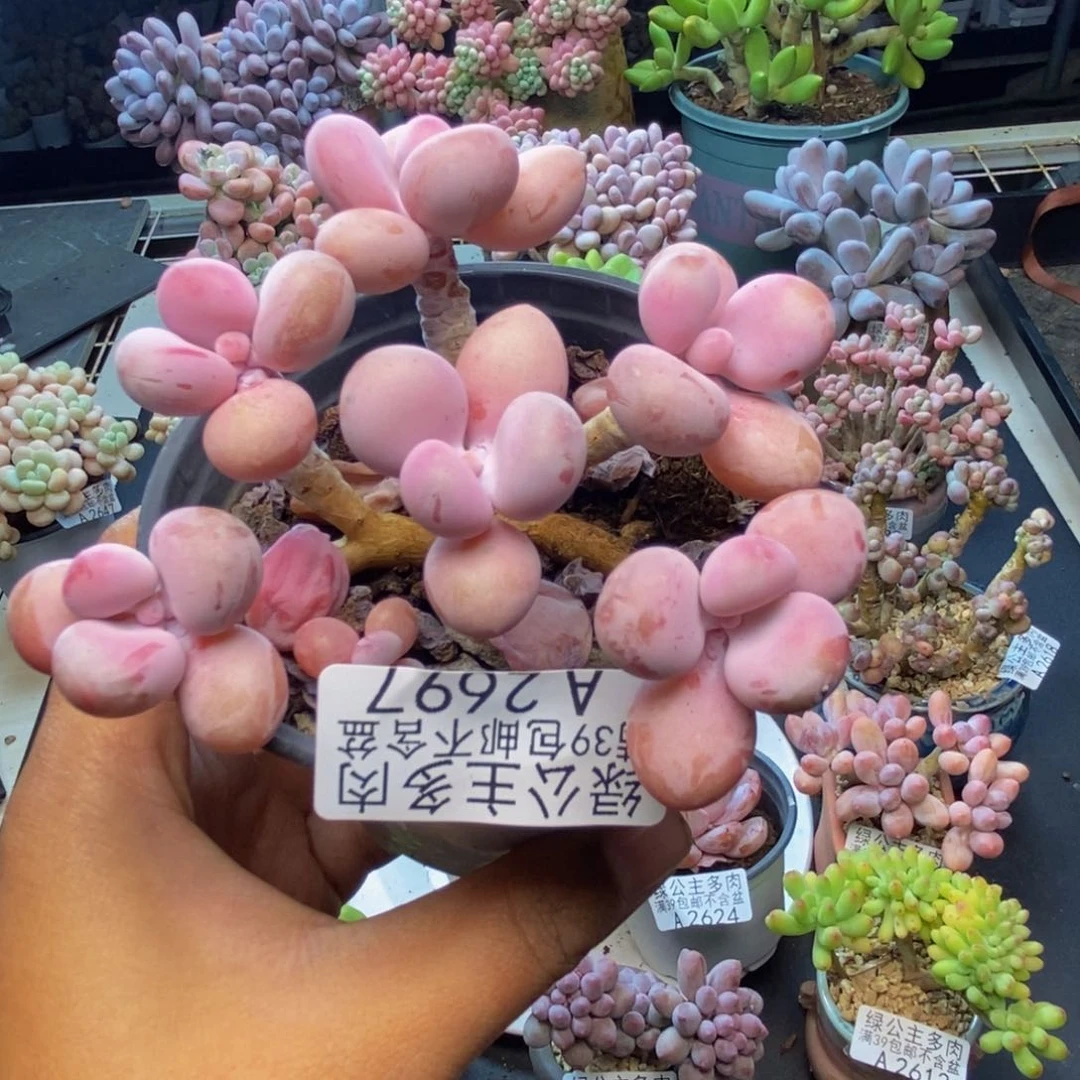 697糖果桃蛋多肉8c m