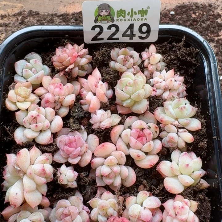 多肉植物多肉植物