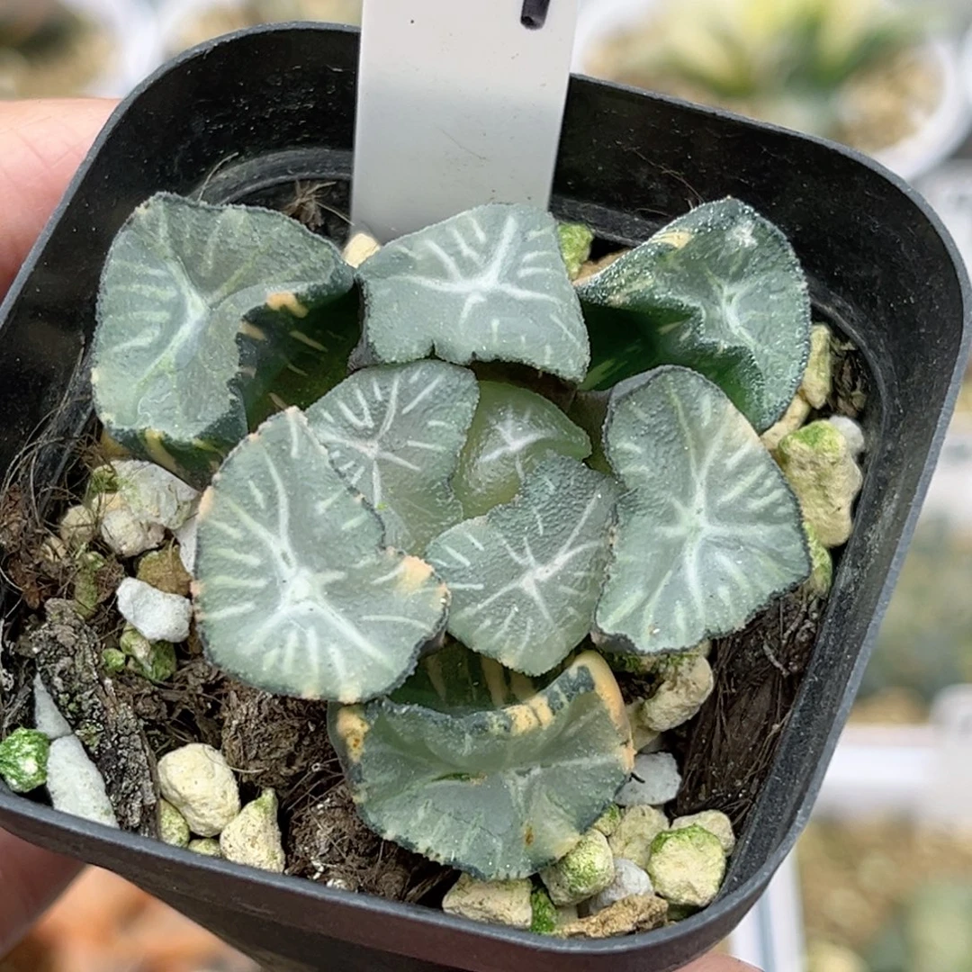 119玉龙万象锦福利专场