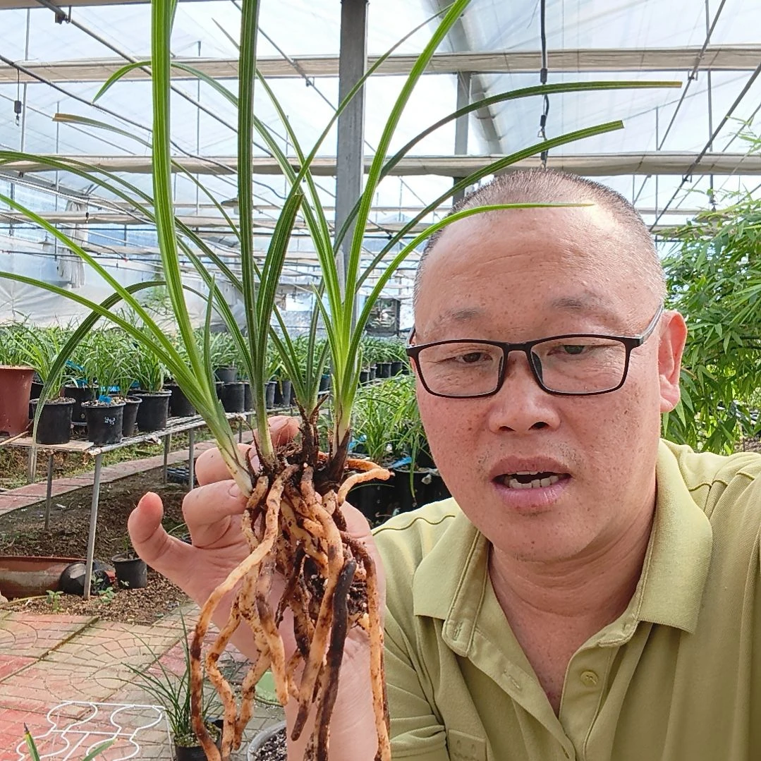 金***戋无花朵蕙兰端惠梅