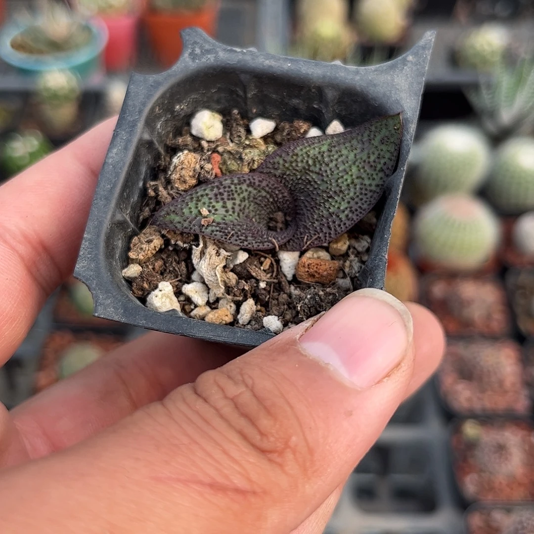 紫镜单头发货单头发