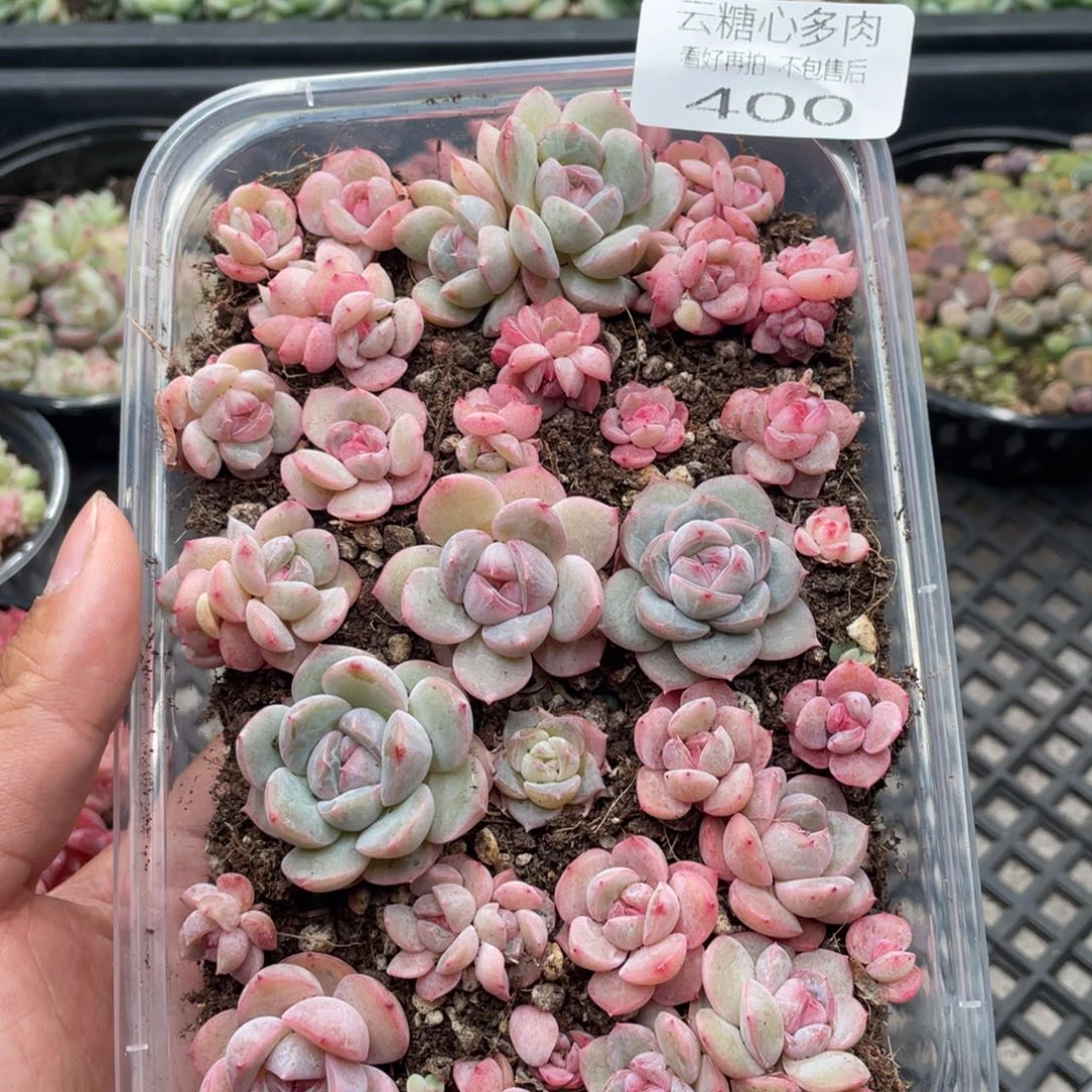 云糖心多肉植物400