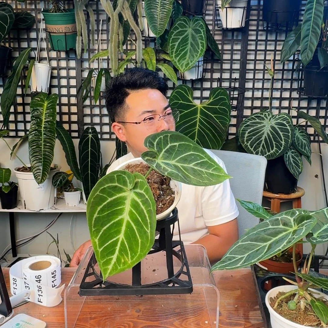 无花朵一物一拍F136叶损无售后