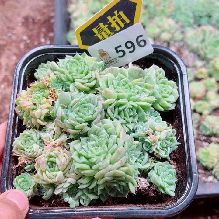多肉植物多肉植物