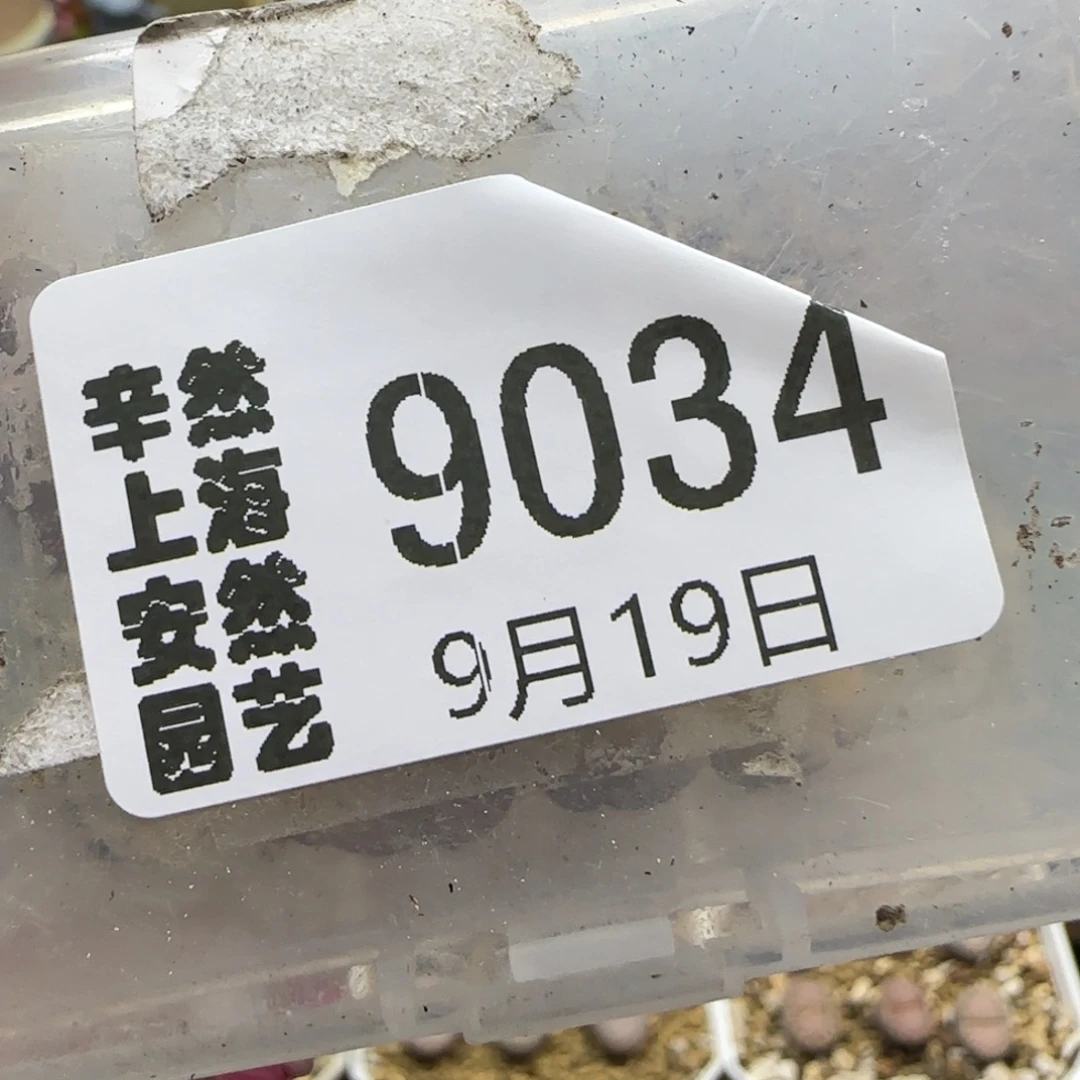 咸****9.19。 花纹玉和饼干。  9034
