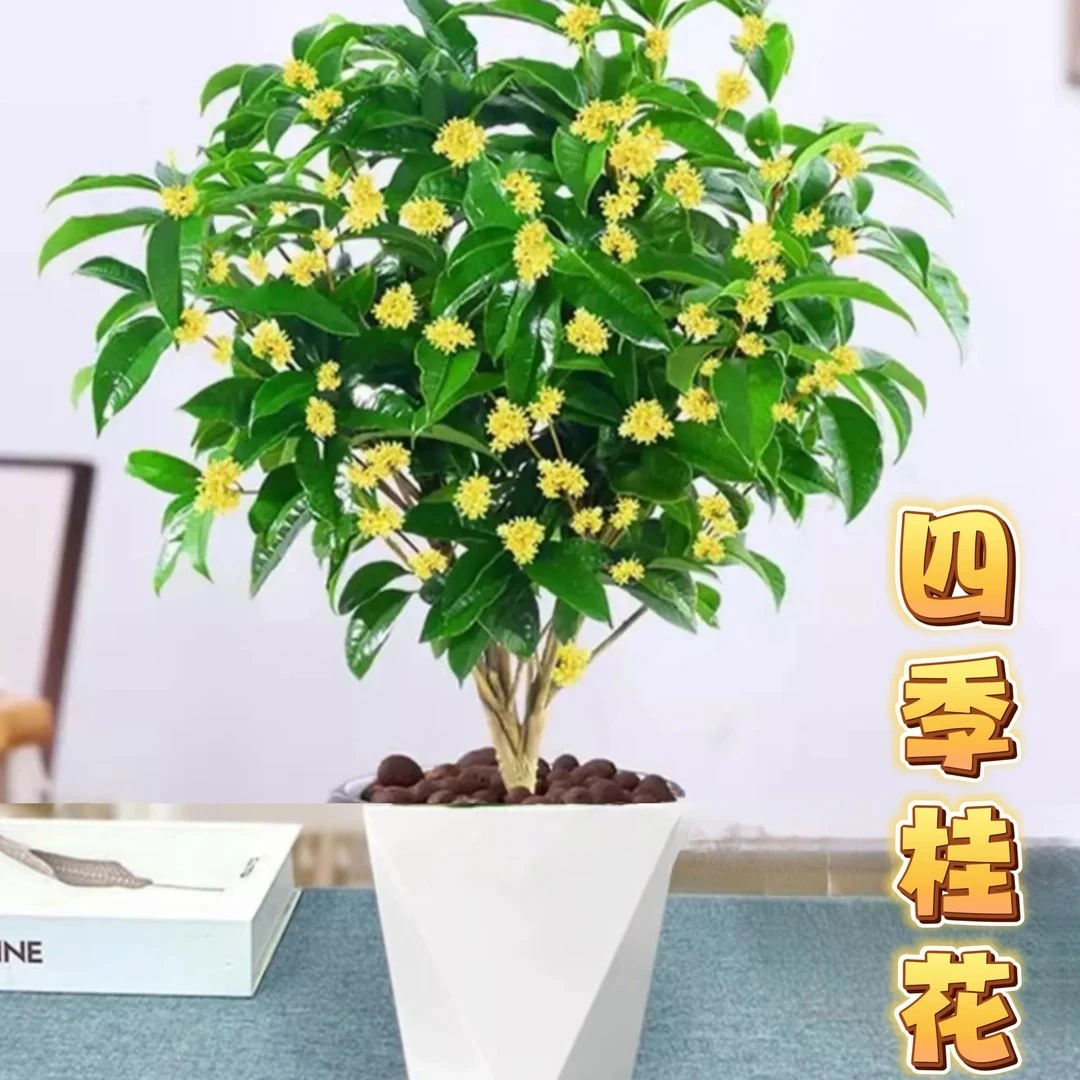 四季桂花 QY送萎形盆浓香型好养客厅阳台庭院花卉盆栽