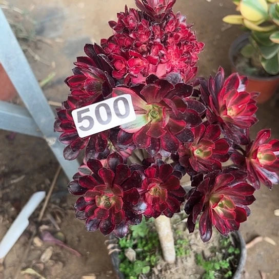 纤***7多肉植物一个